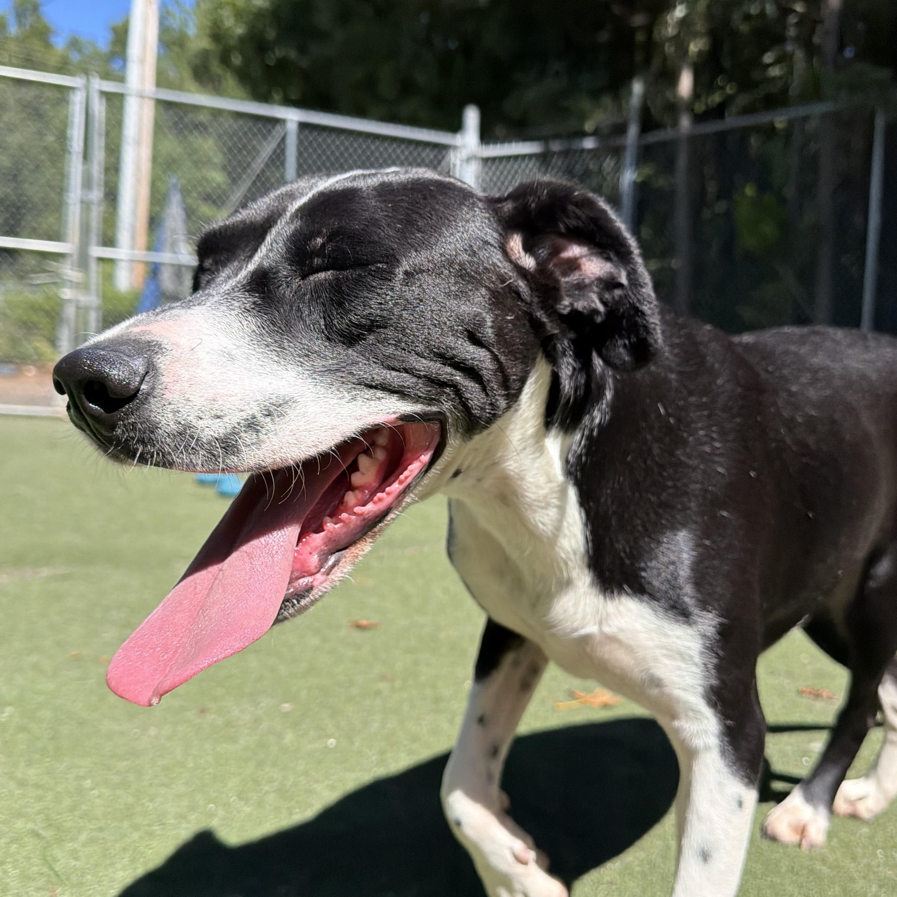Enlarge Serafina, a Adoptable mixed breed in Charlotte, NC image 4/6