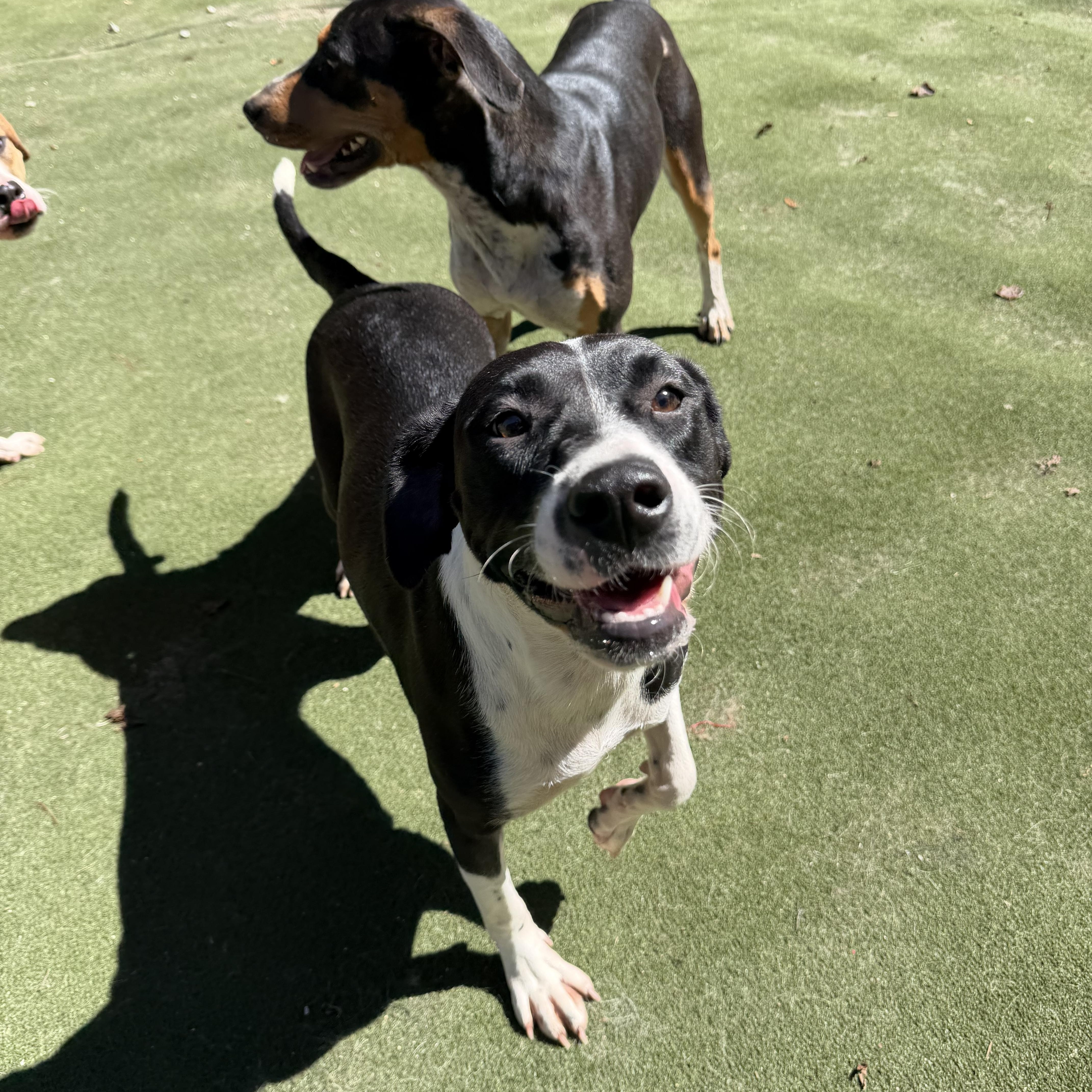 Enlarge Serafina, a Adoptable mixed breed in Charlotte, NC image 5/6