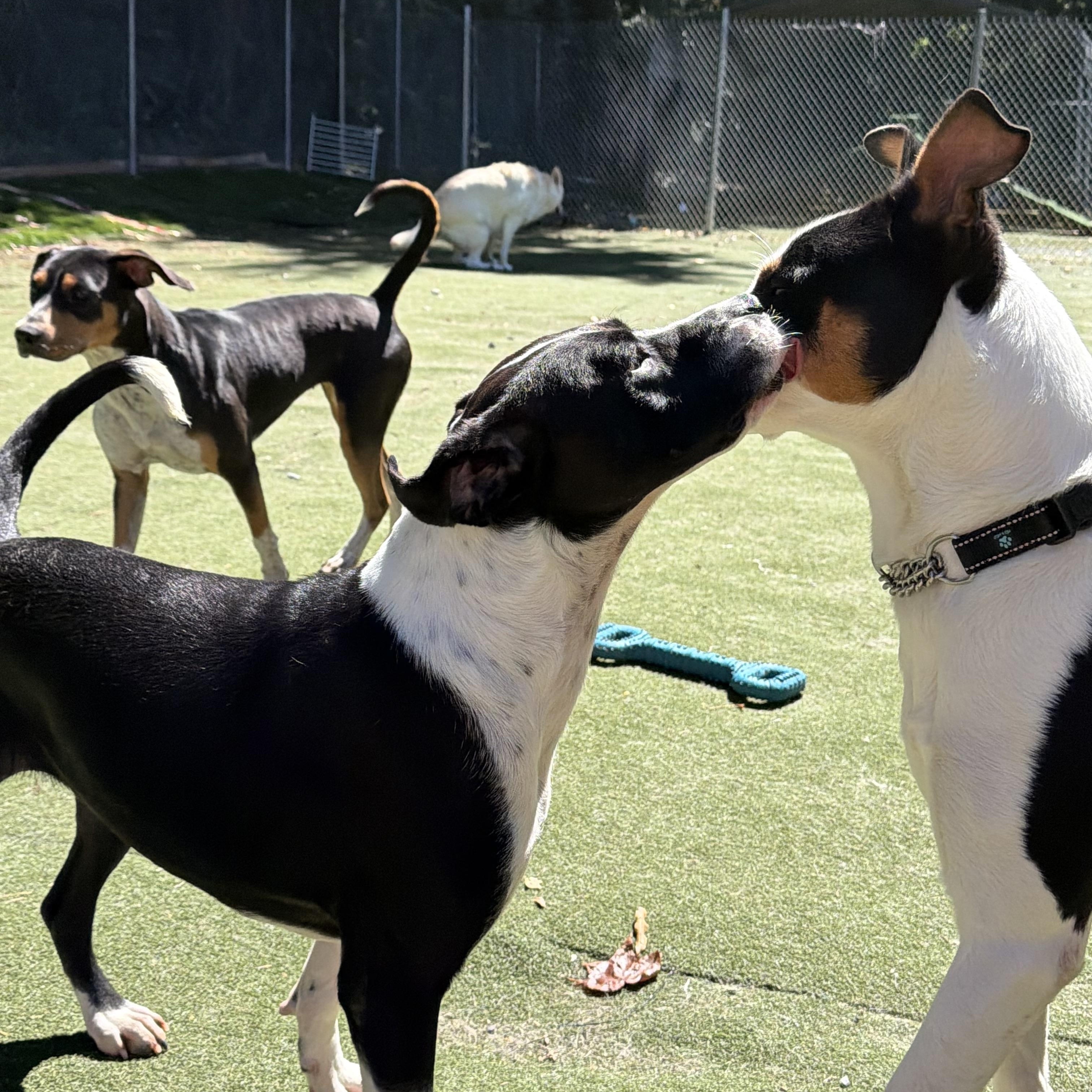 Enlarge Serafina, a Adoptable mixed breed in Charlotte, NC image 6/6