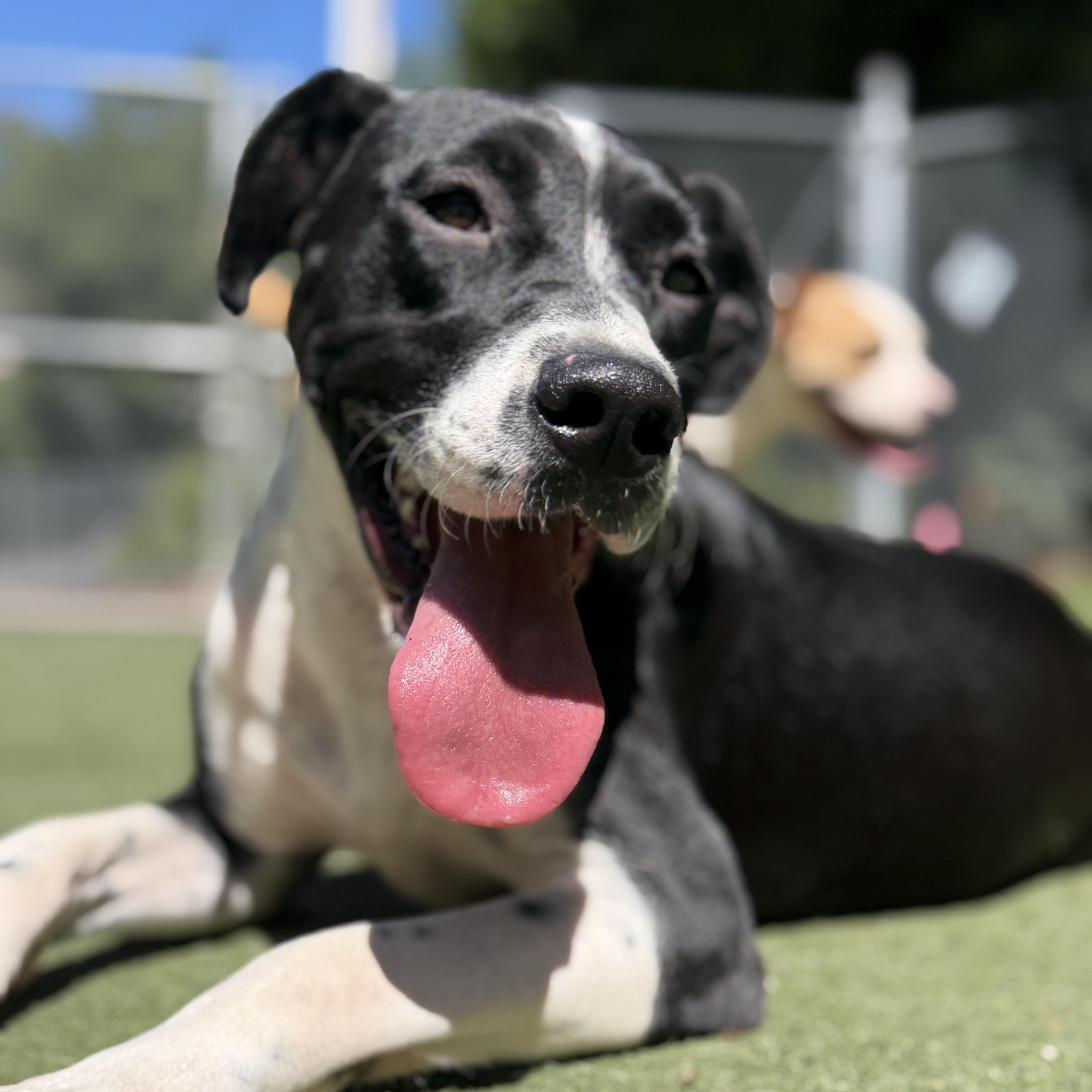 Serafina, Adoptable, Young Female American Staffordshire Terrier & Hound.