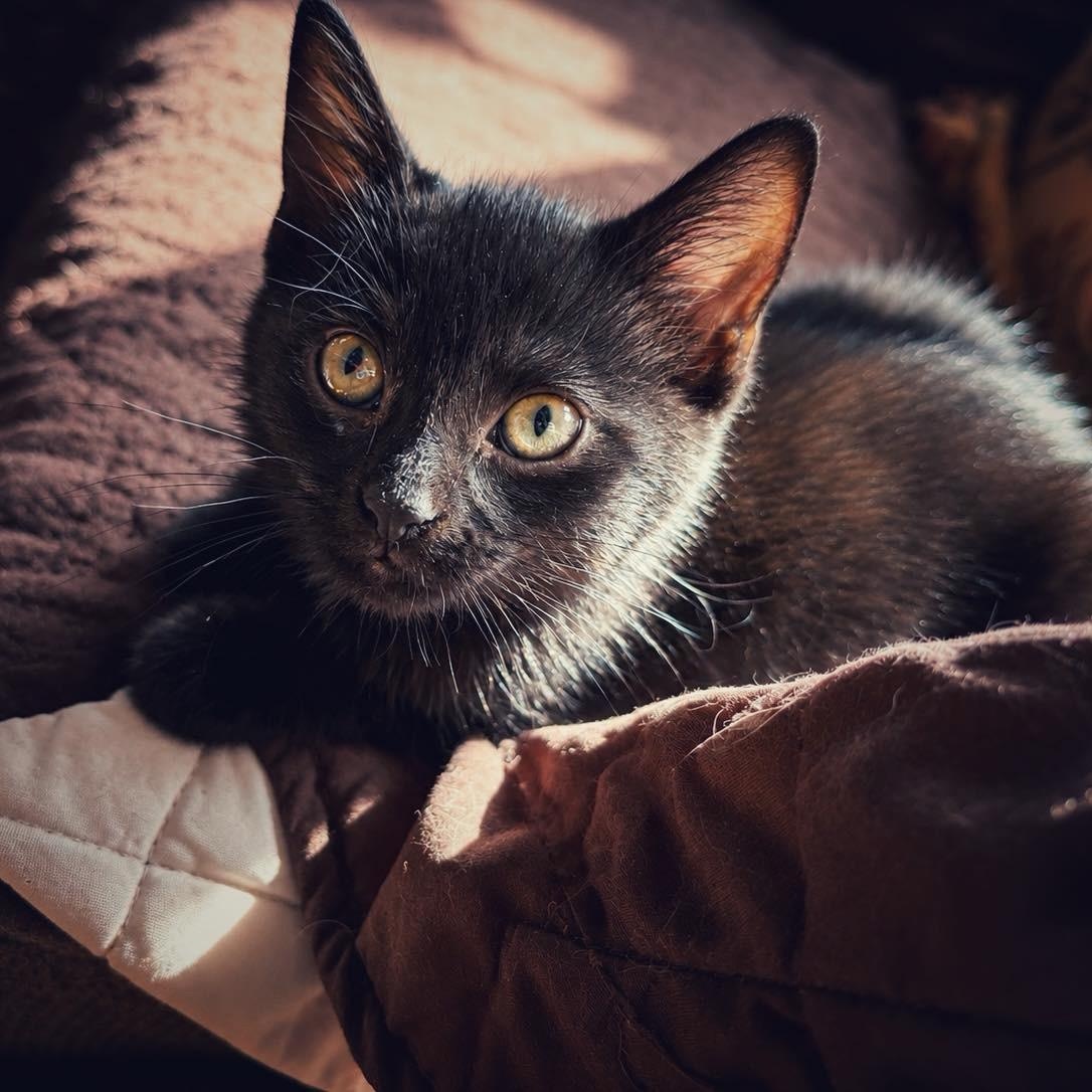 Enlarge Bunny, a Adoptable Domestic Short Hair in Smicksburg, pa 16256, PA image 2/3