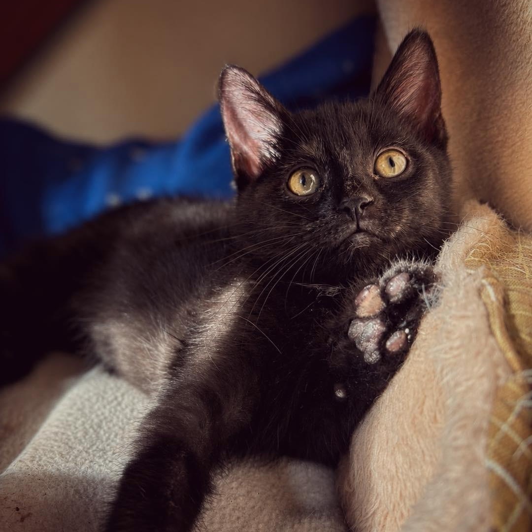 Enlarge Bunny, a Adoptable Domestic Short Hair in Smicksburg, pa 16256, PA image 3/3