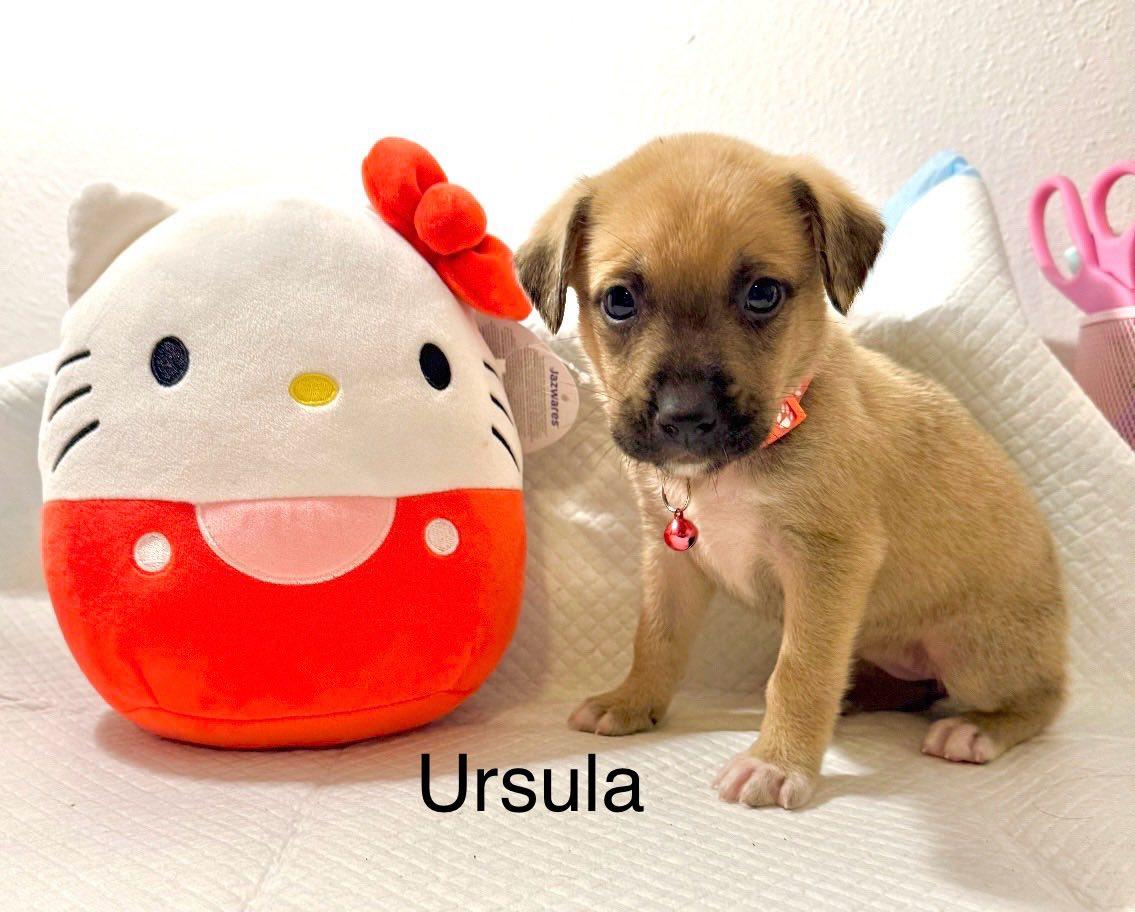 Ursula