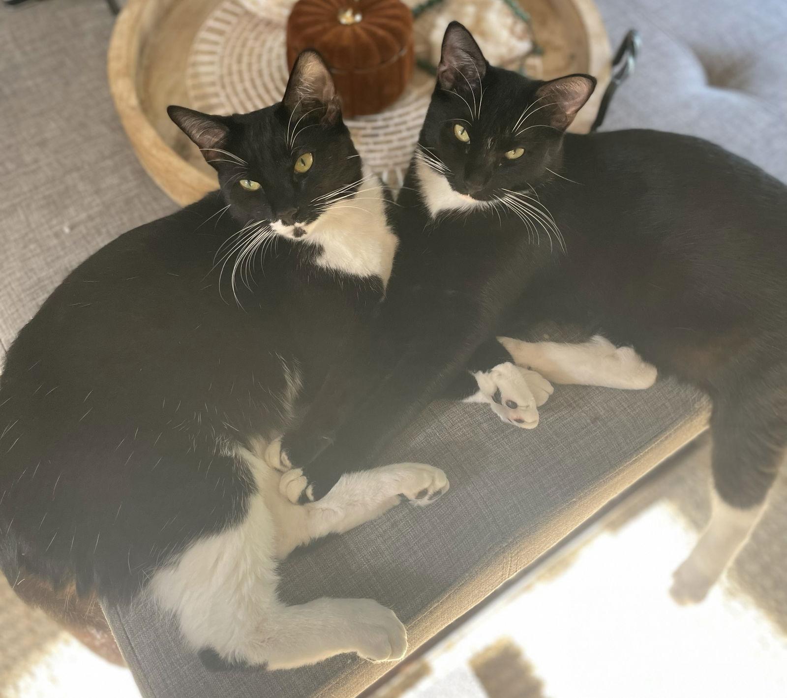 Enlarge Dolly, a Adopted Domestic Short Hair in Oviedo, FL image 1/3