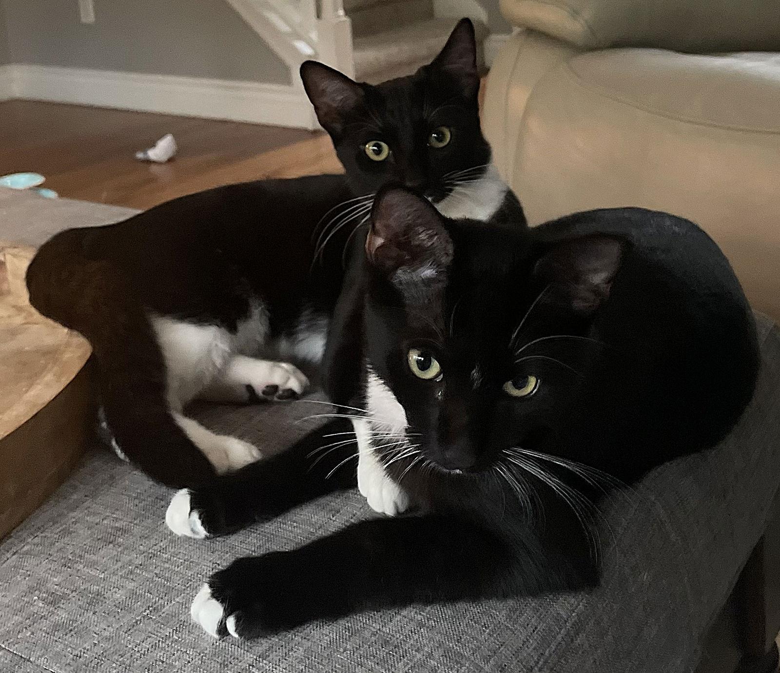 Enlarge Dolly, a Adopted Domestic Short Hair in Oviedo, FL image 2/3