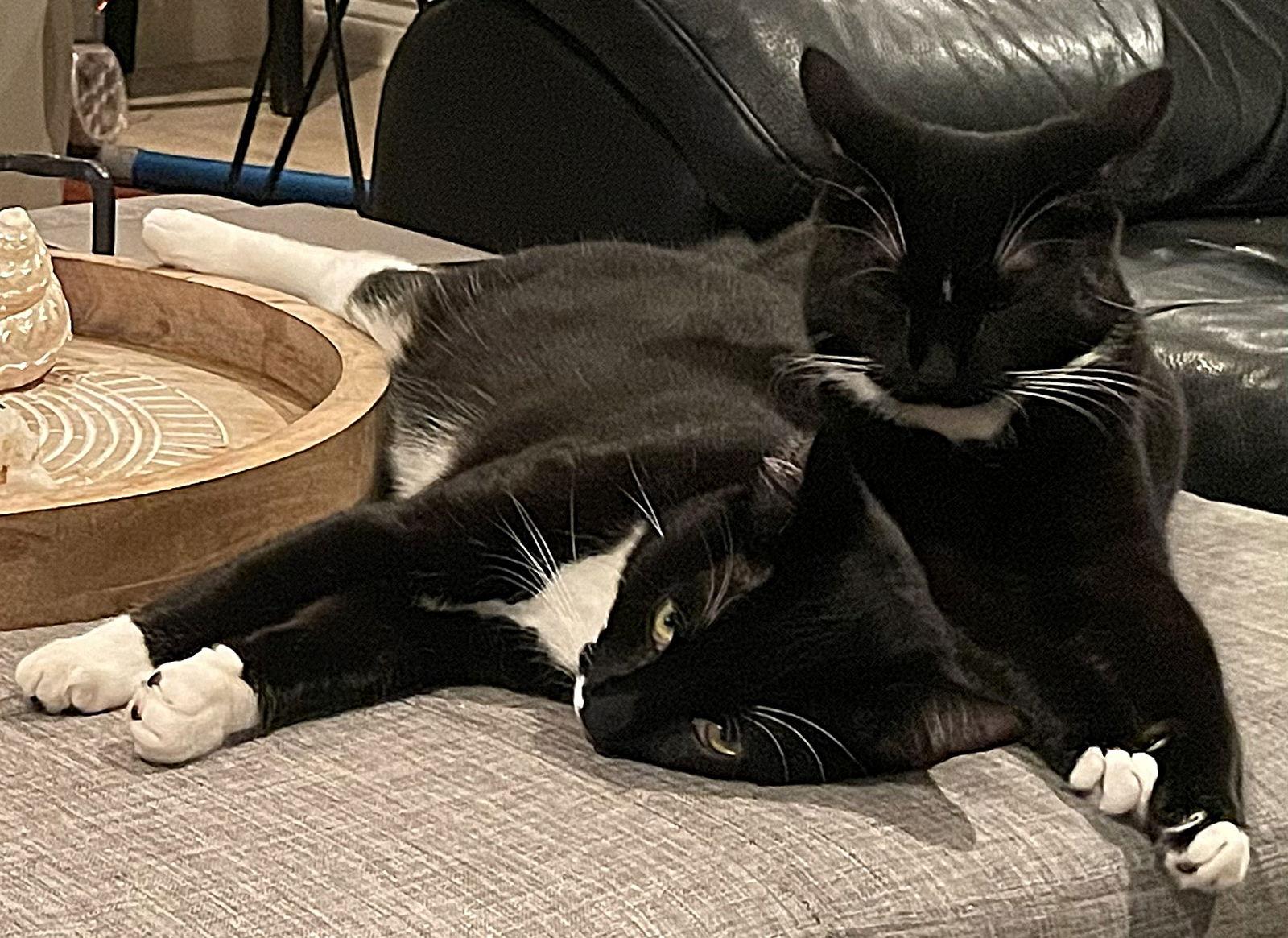 Enlarge Dolly, a Adopted Domestic Short Hair in Oviedo, FL image 3/3