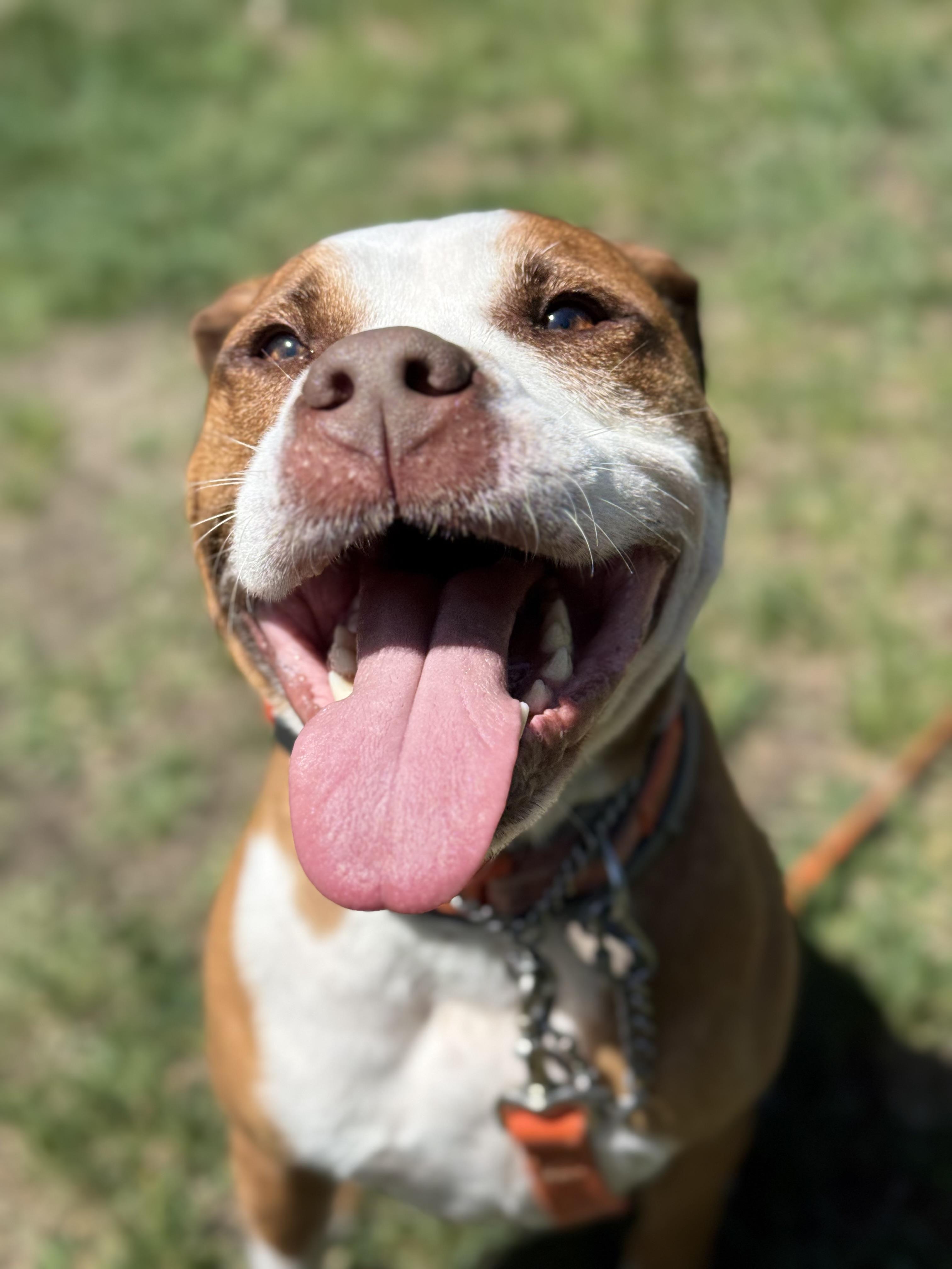 Enlarge Frankie, a ADOPTABLE mixed breed in Nutting Lake, MA image 4/4