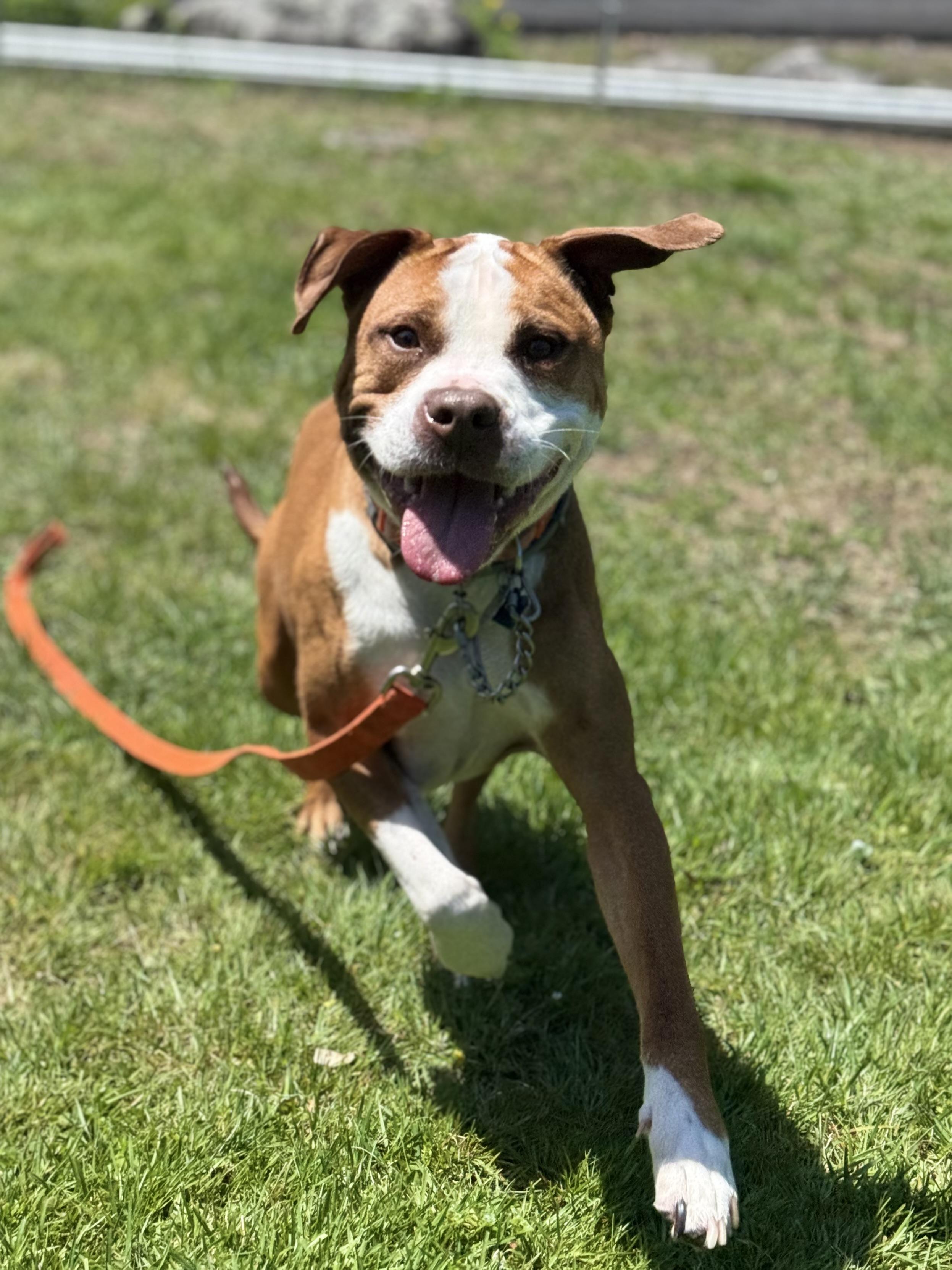 Enlarge Frankie, a ADOPTABLE mixed breed in Nutting Lake, MA image 2/4