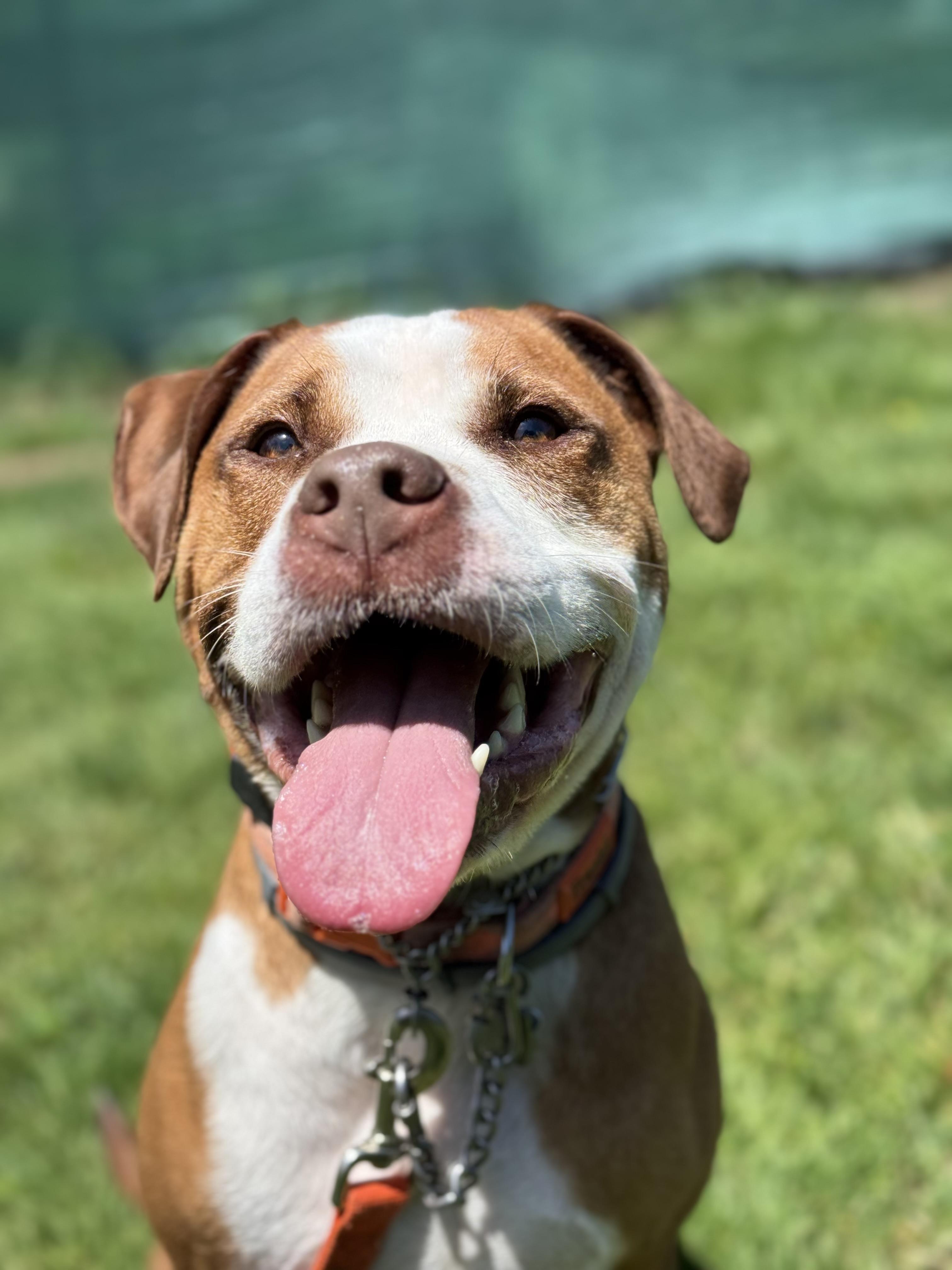 Enlarge Frankie, a ADOPTABLE mixed breed in Nutting Lake, MA image 1/4