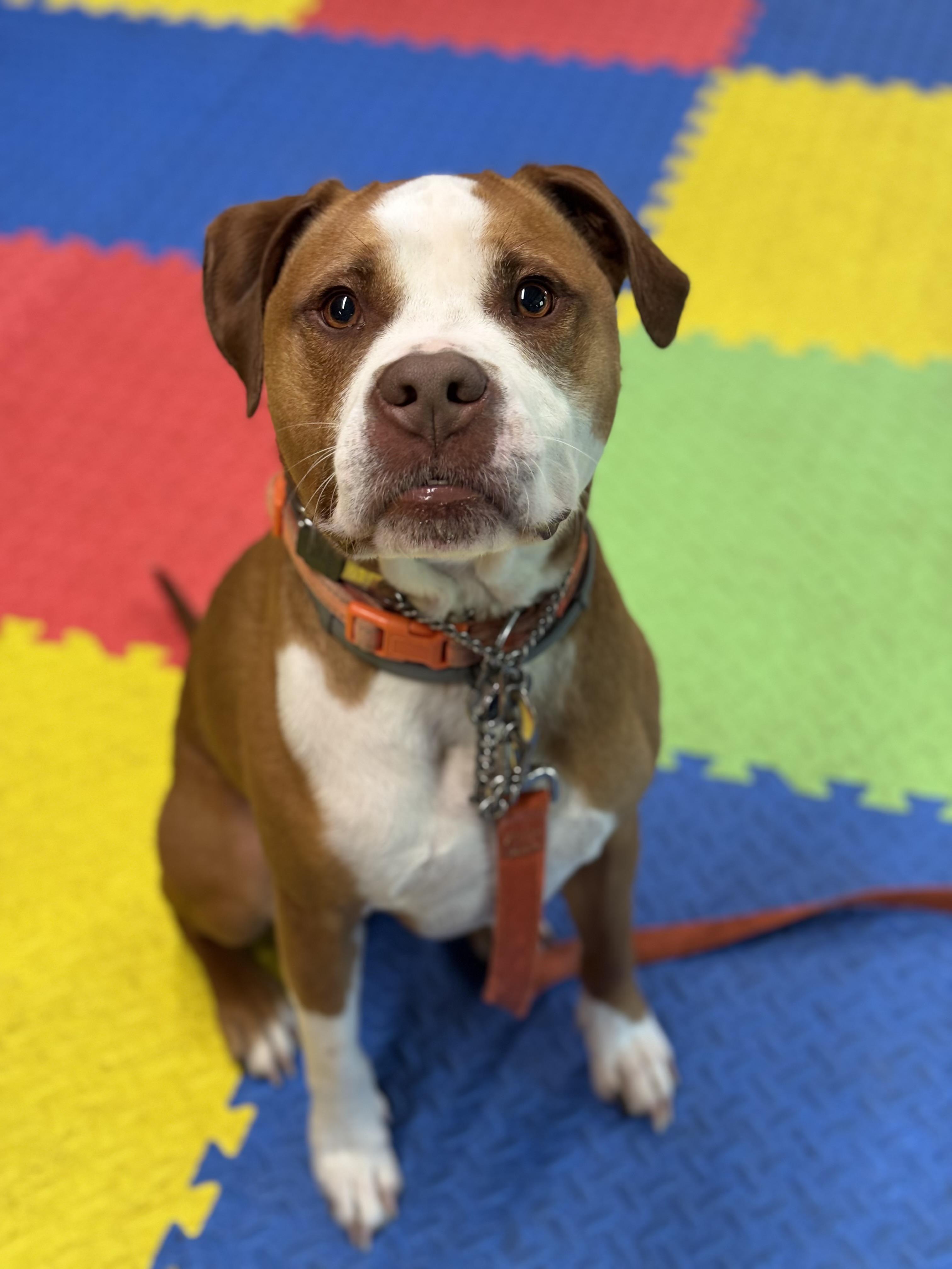 Enlarge Frankie, a ADOPTABLE mixed breed in Nutting Lake, MA image 3/4
