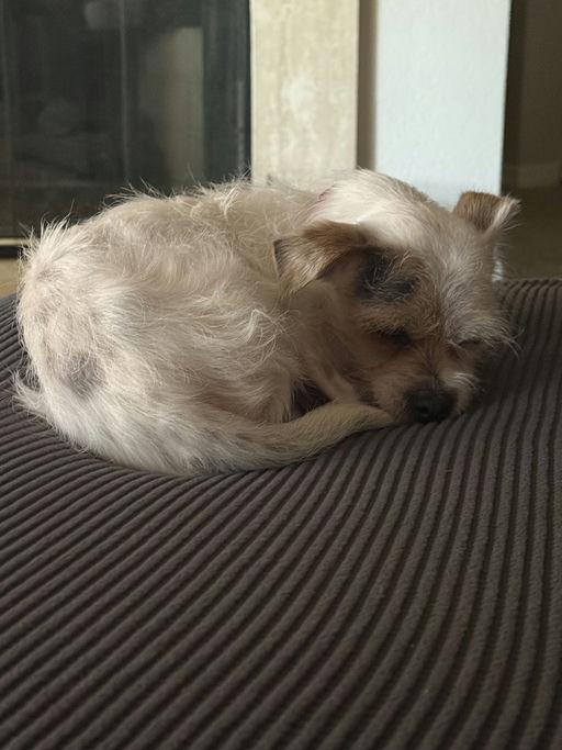 Spoon, an adoptable Terrier in Los Angeles, CA image 5/5