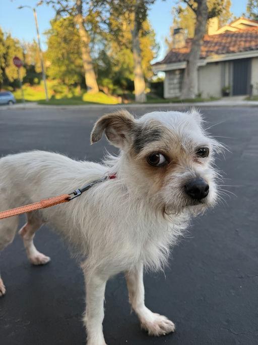 Spoon, an adoptable Terrier in Los Angeles, CA image 3/5
