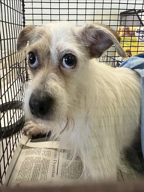 Spoon, an adoptable Terrier in Los Angeles, CA image 2/5