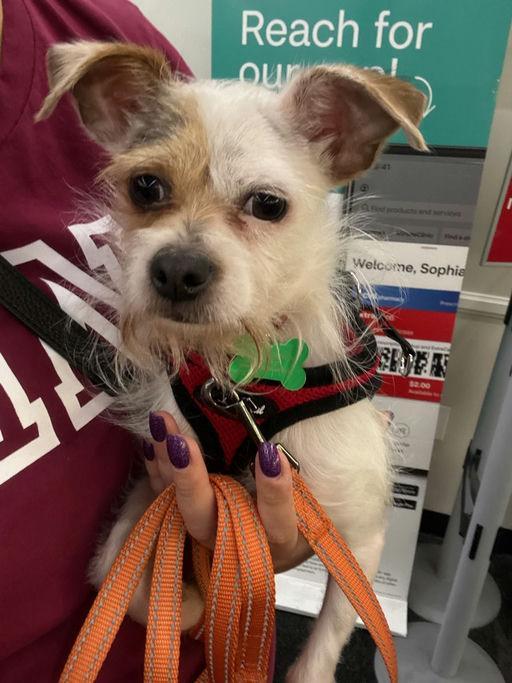 Spoon, an adoptable Terrier in Los Angeles, CA image 4/5