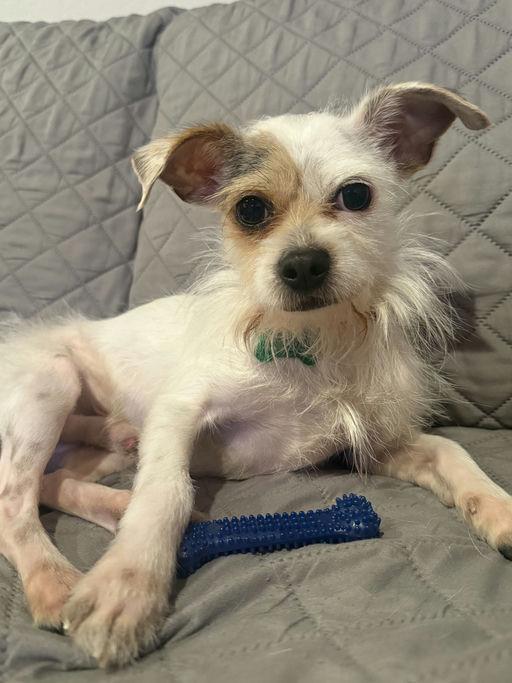 Spoon, adoptable, Young Male Terrier.
