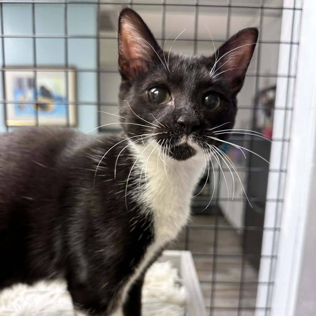 Enlarge Valentina, a Adoptable Domestic Short Hair in Cumming, GA image 1/5