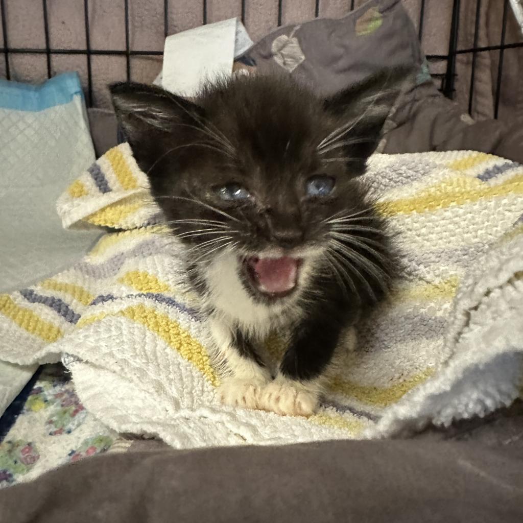 Enlarge Valentina, a Adoptable Domestic Short Hair in Cumming, GA image 2/5