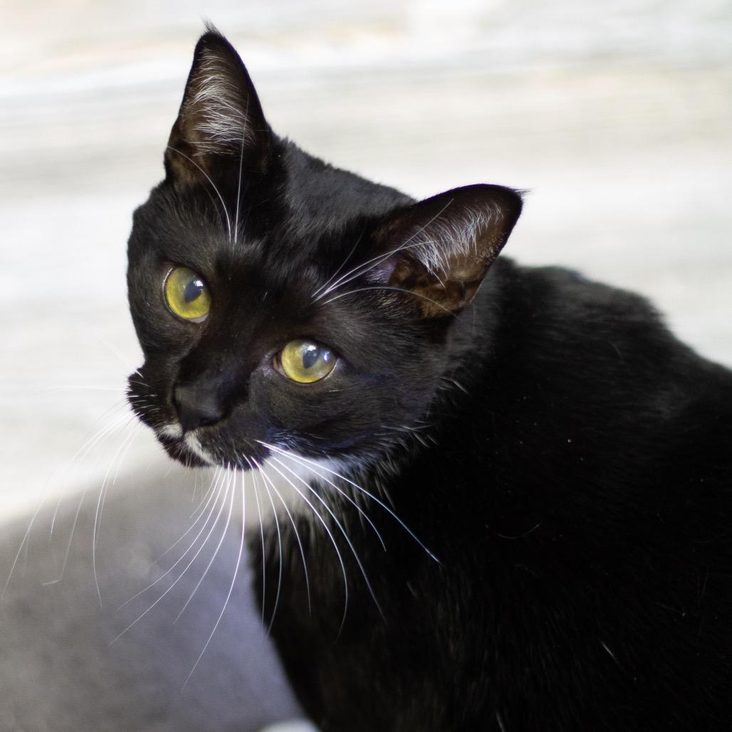 Enlarge Valentina, a Adoptable Domestic Short Hair in Cumming, GA image 3/5