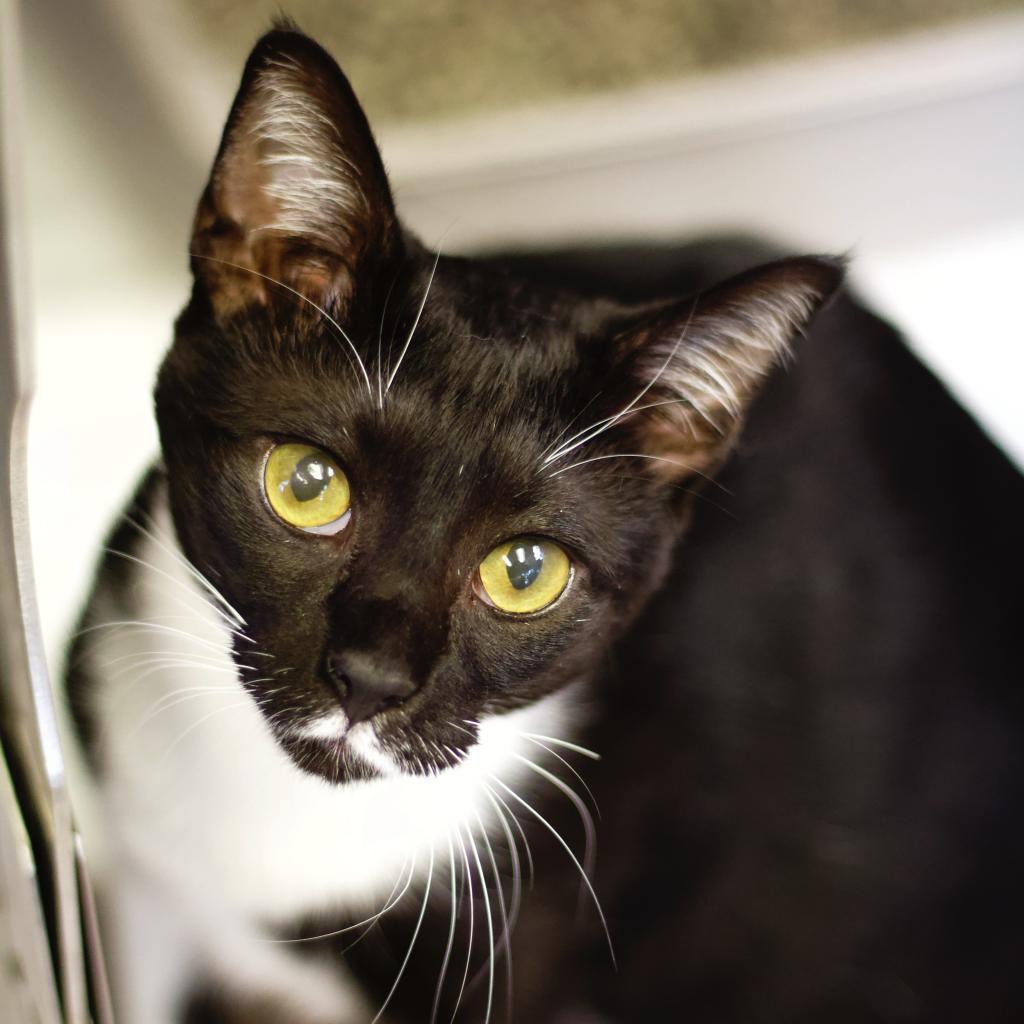 Enlarge Valentina, a Adoptable Domestic Short Hair in Cumming, GA image 4/5