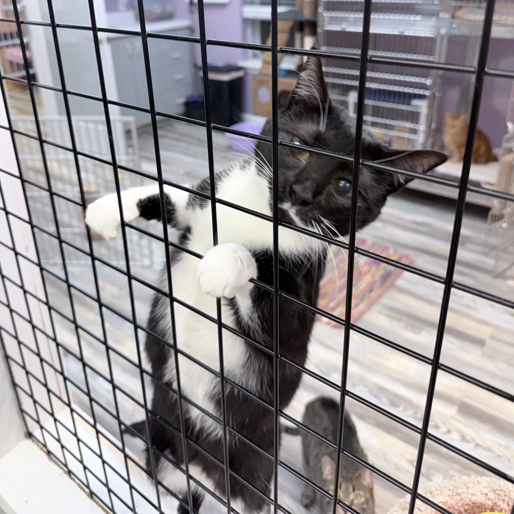Enlarge Valentina, a Adoptable Domestic Short Hair in Cumming, GA image 5/5