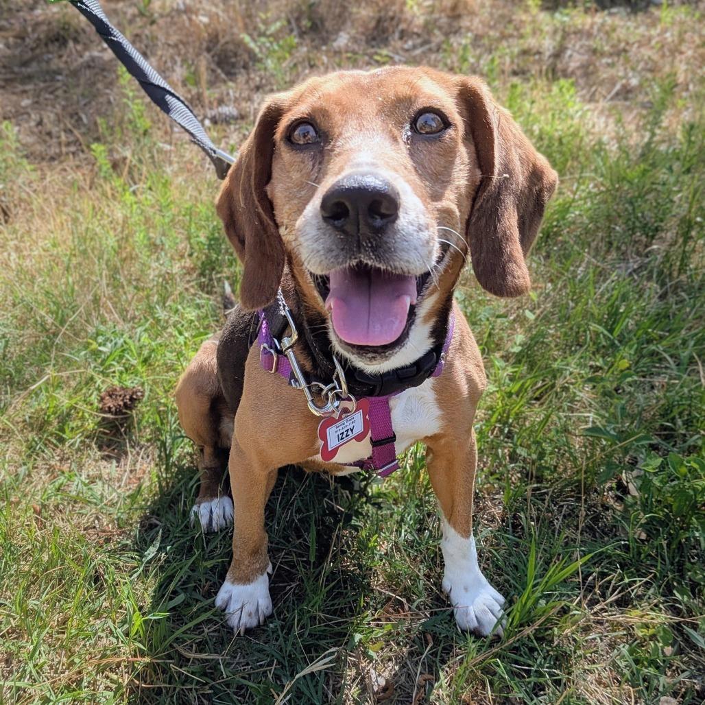 Izzy, Adoptable, Adult Female Beagle.