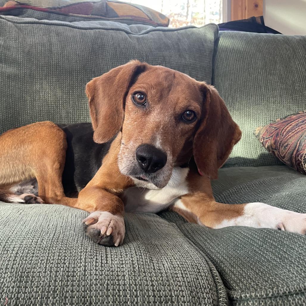 Enlarge Izzy, a Adoptable Beagle in Wake Forest, NC image 1/6