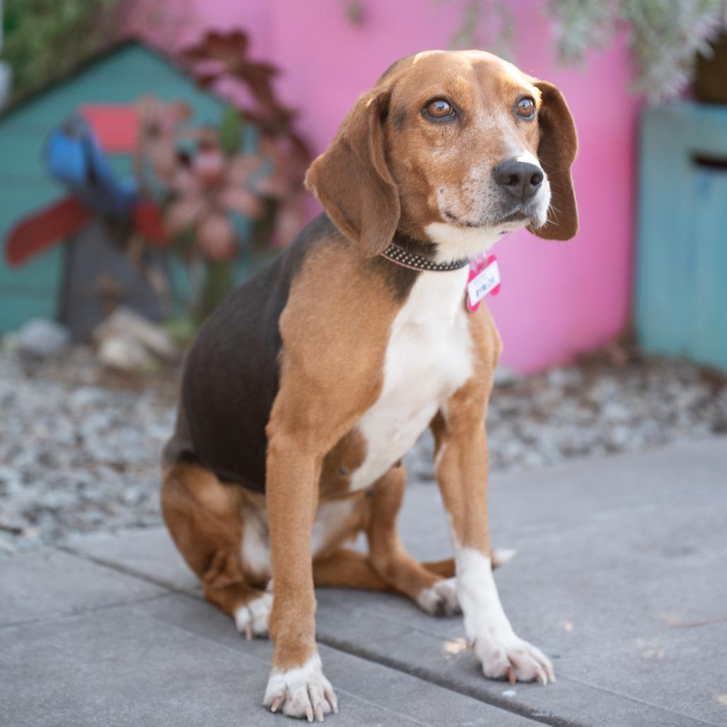 Enlarge Izzy, a Adoptable Beagle in Wake Forest, NC image 2/6