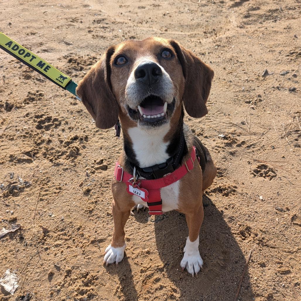 Enlarge Izzy, a Adoptable Beagle in Wake Forest, NC image 3/6