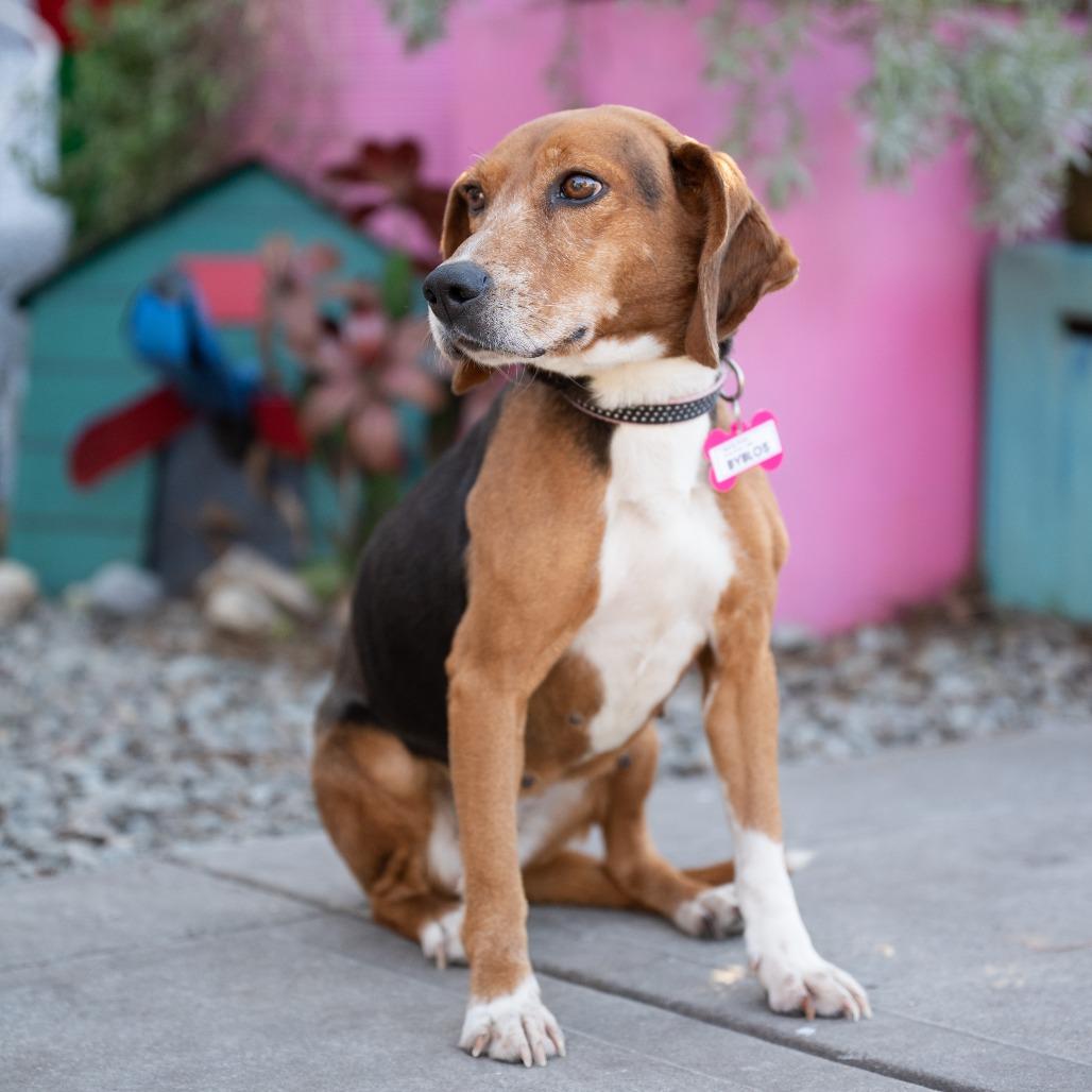 Enlarge Izzy, a Adoptable Beagle in Wake Forest, NC image 4/6