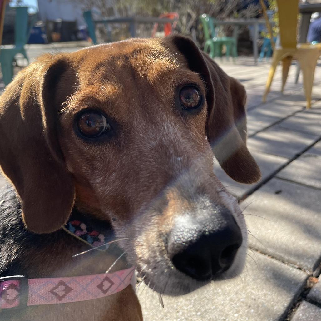 Enlarge Izzy, a Adoptable Beagle in Wake Forest, NC image 5/6