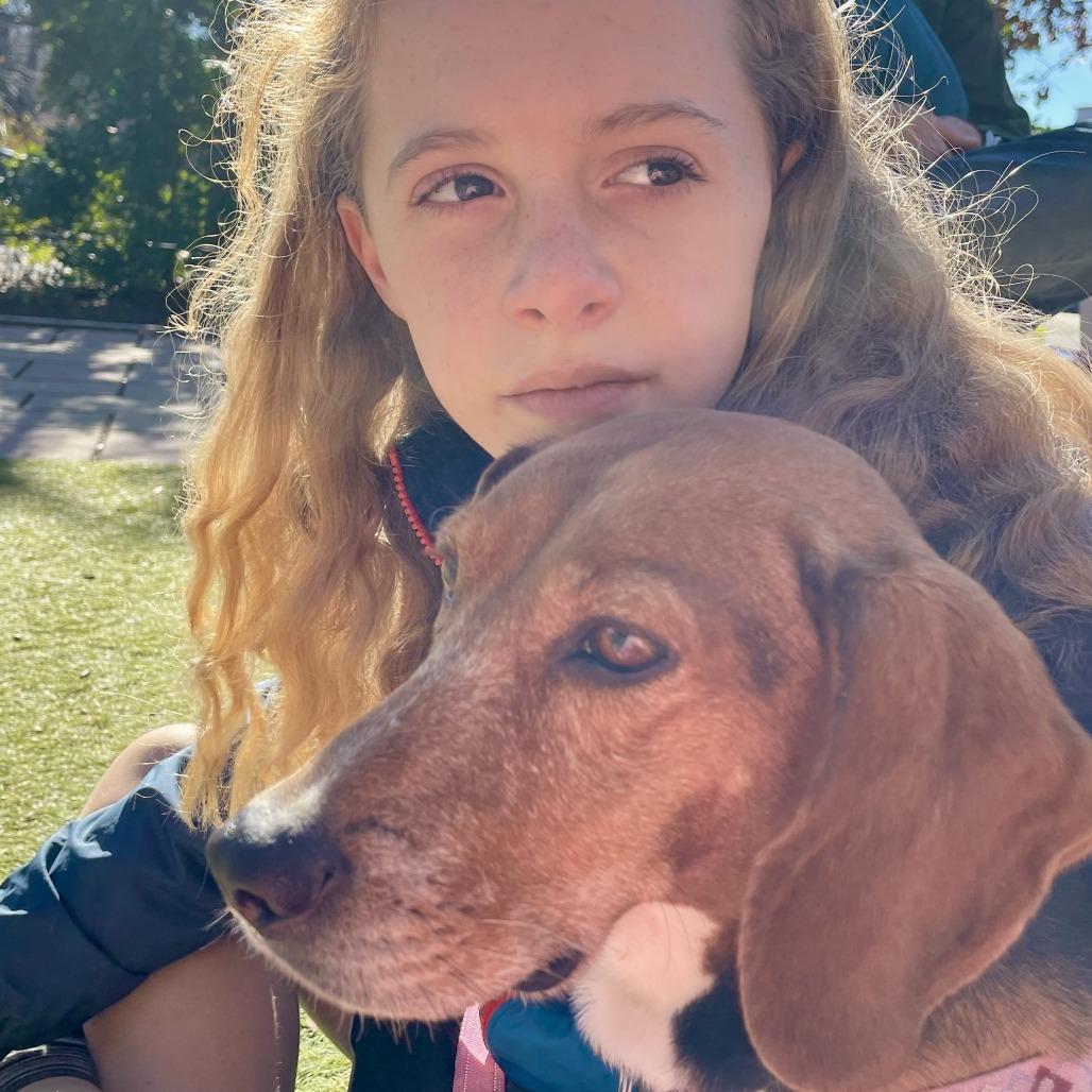 Enlarge Izzy, a Adoptable Beagle in Wake Forest, NC image 6/6