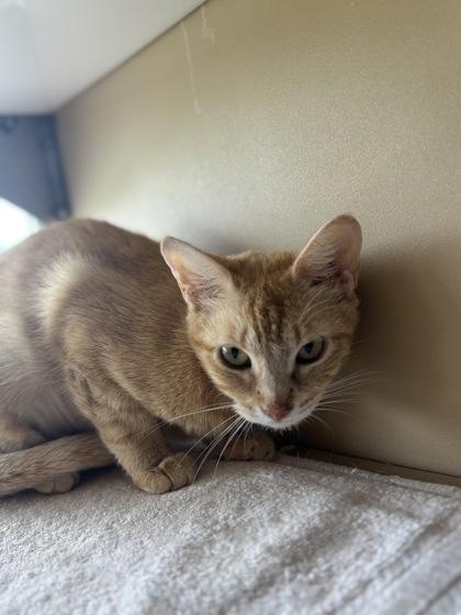 Enlarge Teagan, a Adoptable Domestic Short Hair in Leander, TX image 1/2