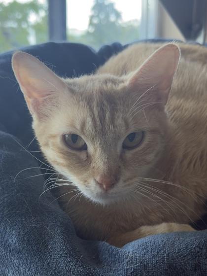 Enlarge Teagan, a Adoptable Domestic Short Hair in Leander, TX image 2/2