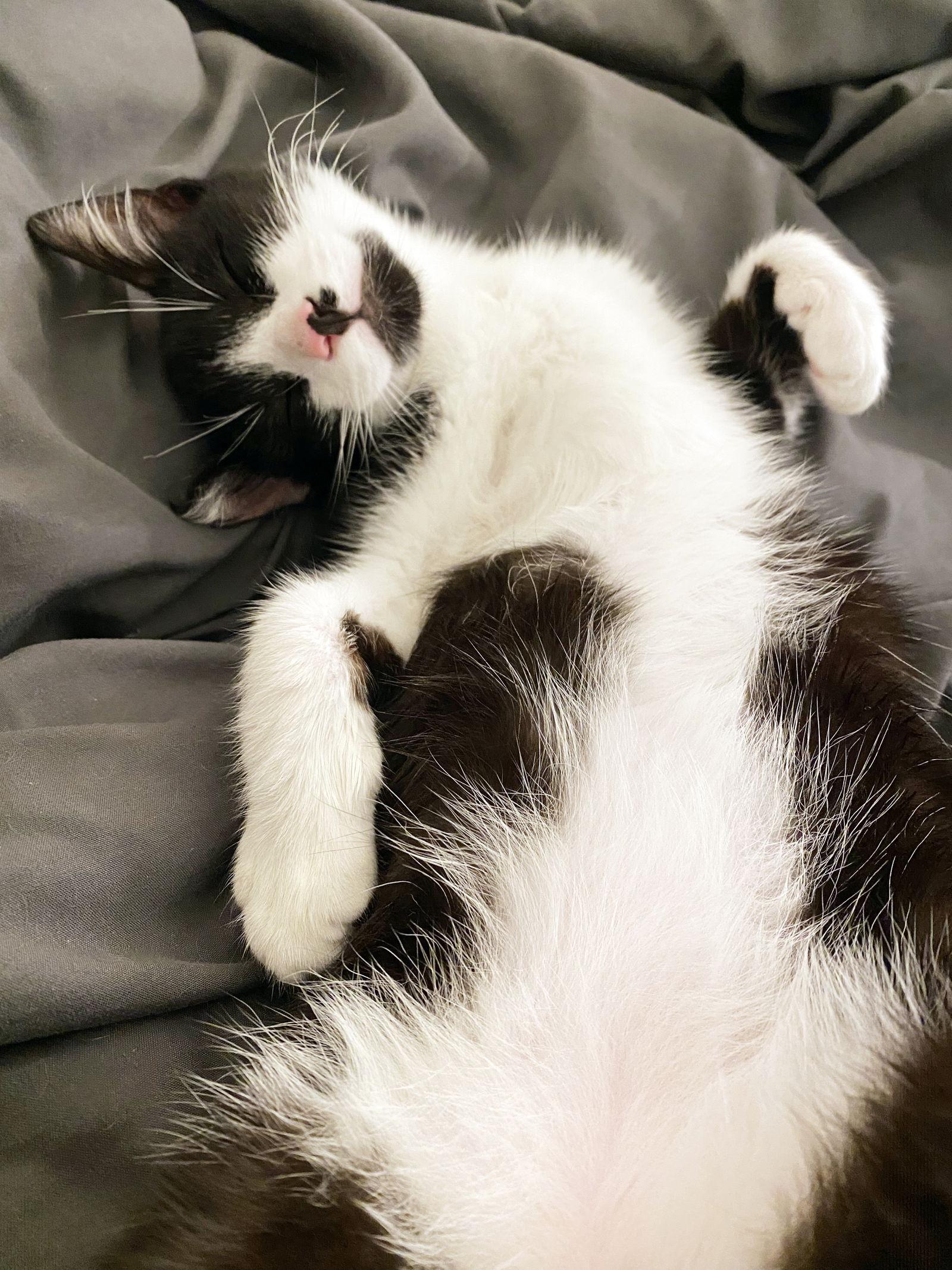 Figaro, Adoptable, Young Male Tuxedo.