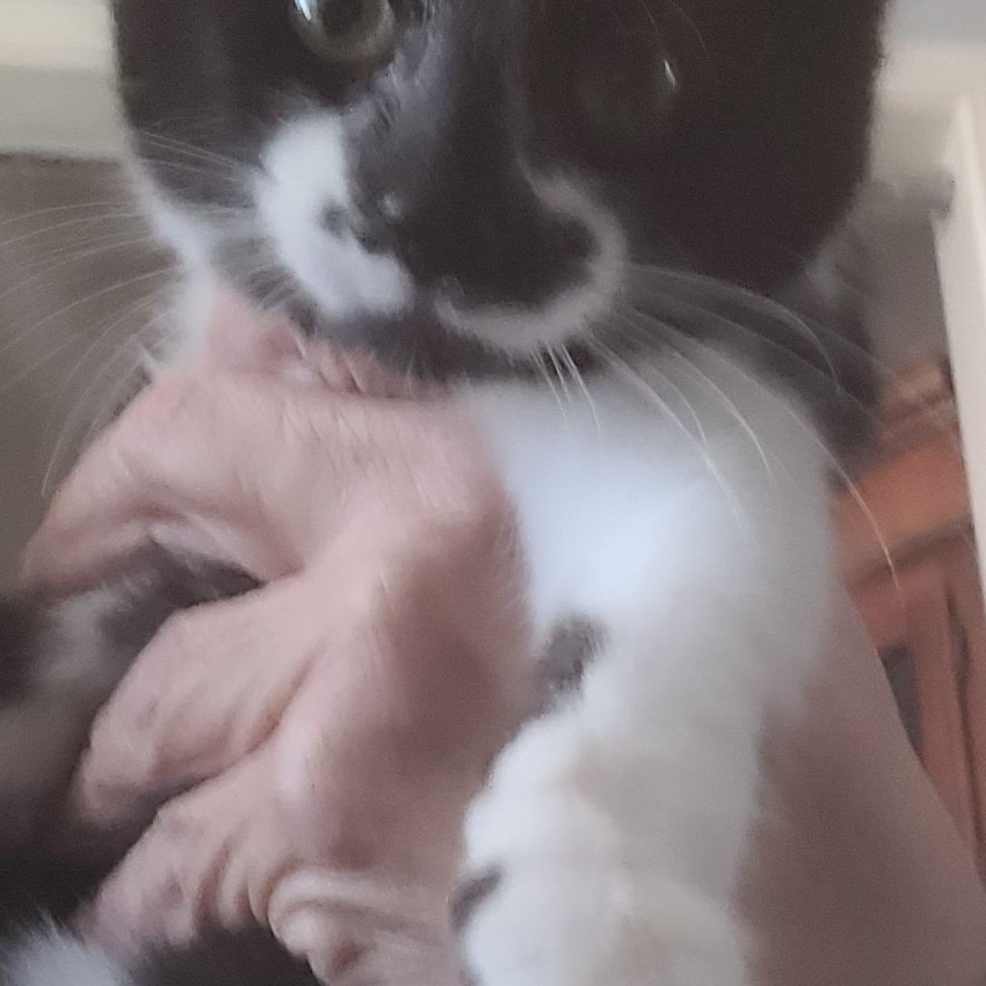 Enlarge Charlie , an adoptable Domestic Short Hair in Malden, MA image 6/6