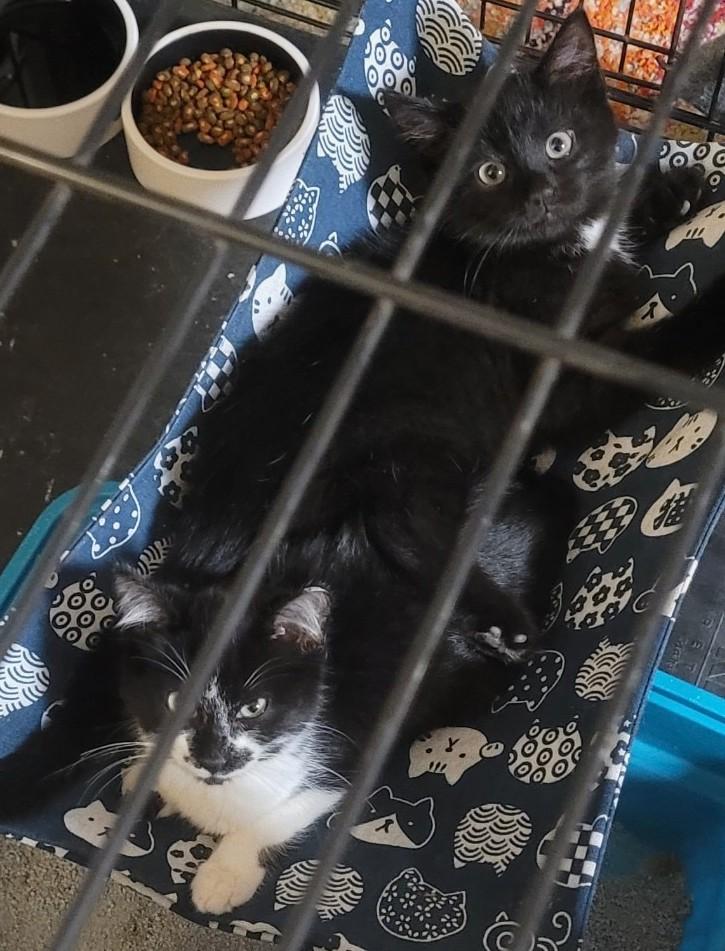 Enlarge Charlie , an adoptable Domestic Short Hair in Malden, MA image 5/6