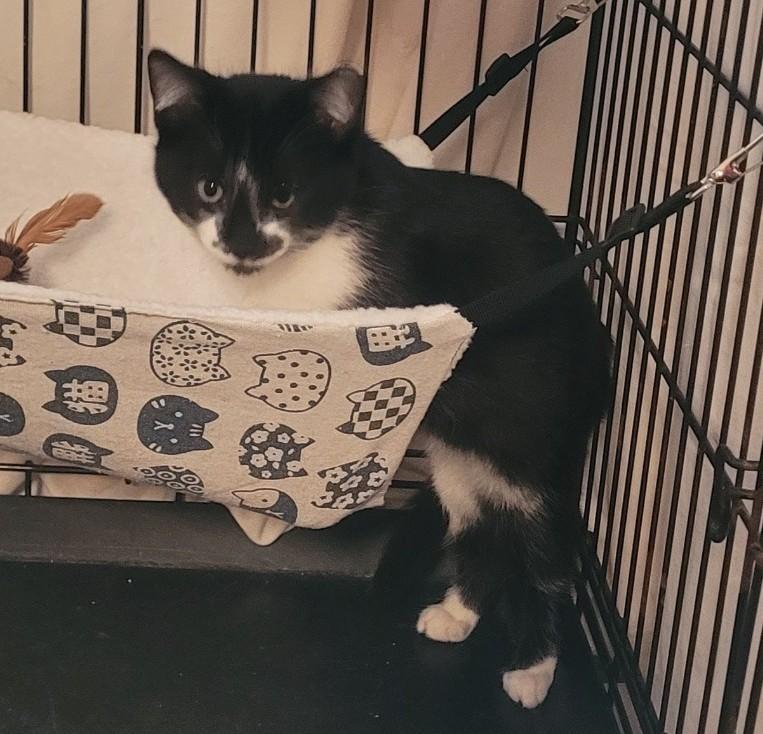 Enlarge Charlie , an adoptable Domestic Short Hair in Malden, MA image 3/6