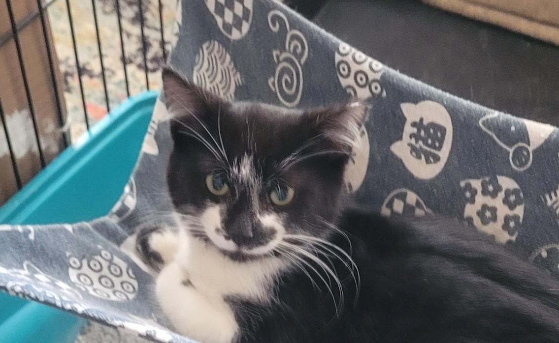 Charlie , adoptable, Kitten Male Domestic Short Hair.