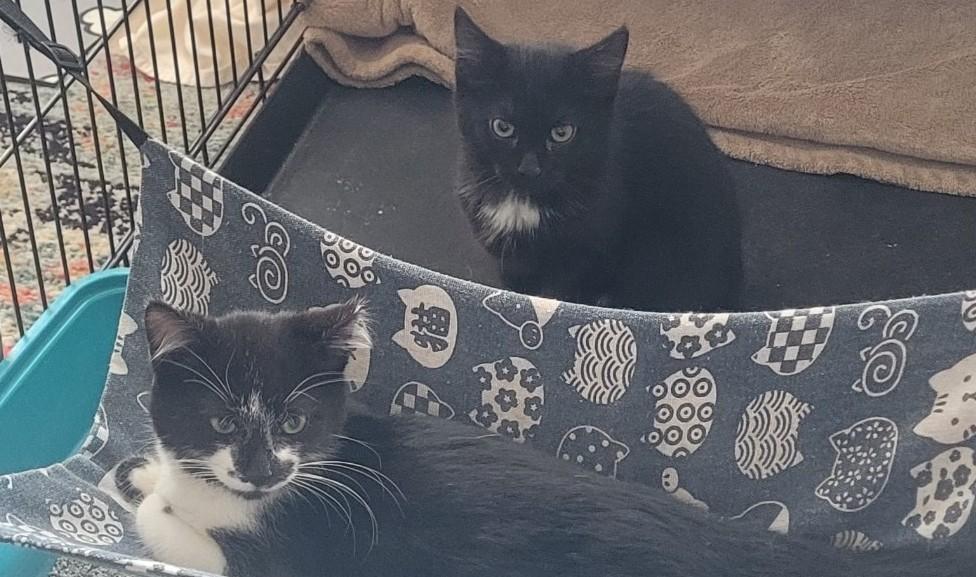 Enlarge Charlie , an adoptable Domestic Short Hair in Malden, MA image 4/6