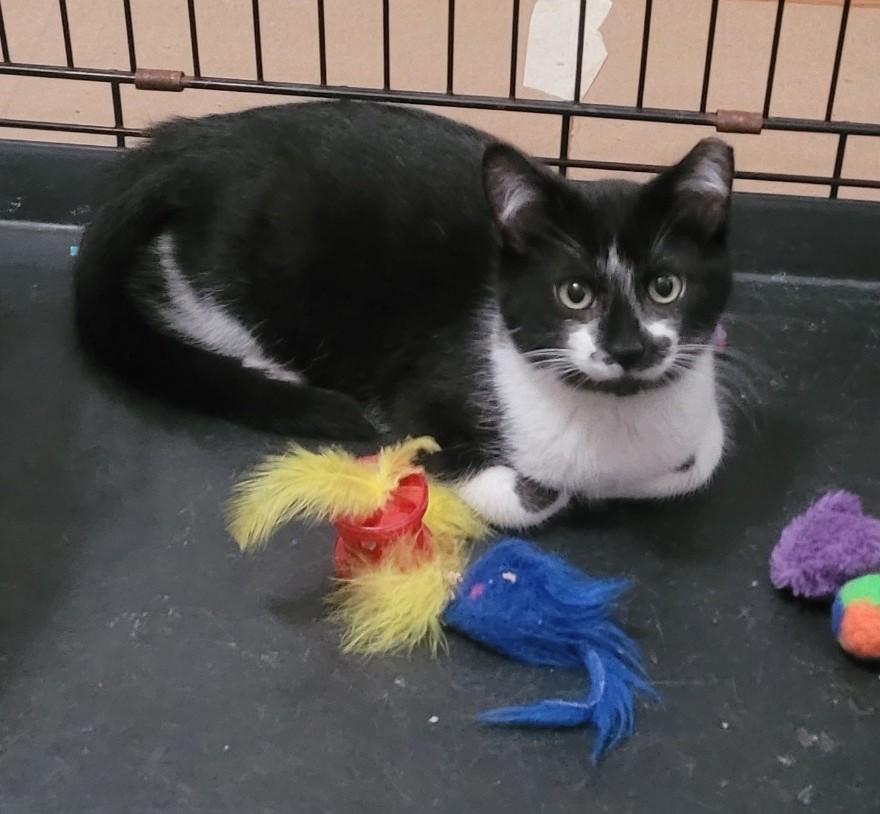 Enlarge Charlie , an adoptable Domestic Short Hair in Malden, MA image 2/6