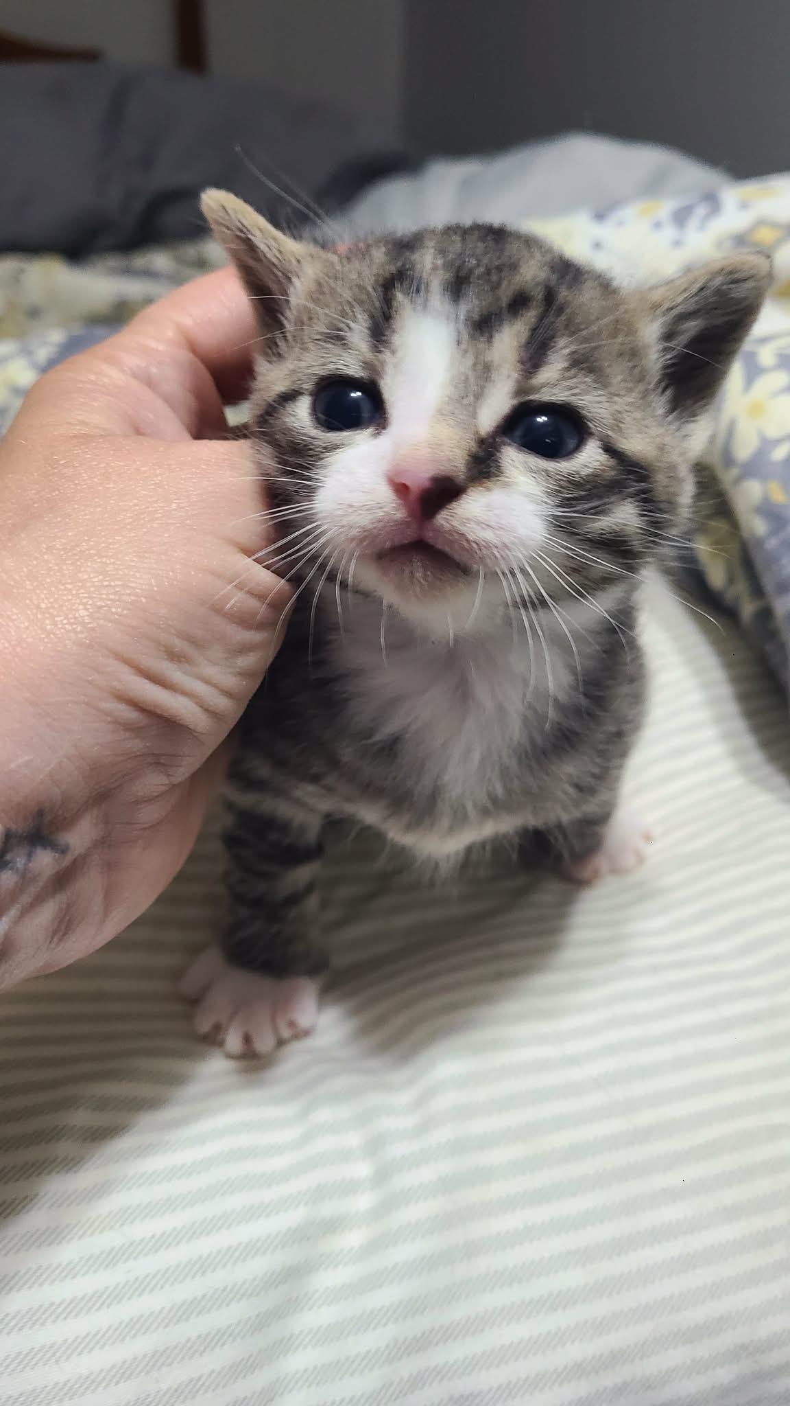*Pigeon, Adoptable, Kitten Male Domestic Short Hair.