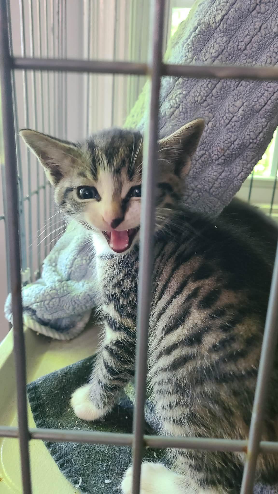 Enlarge *Pigeon, a Adoptable Domestic Short Hair in Forest, VA image 2/3