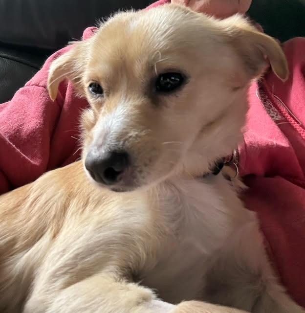 Enlarge Stretch, a ADOPTABLE Chihuahua in Salt Lake City, UT image 4/4