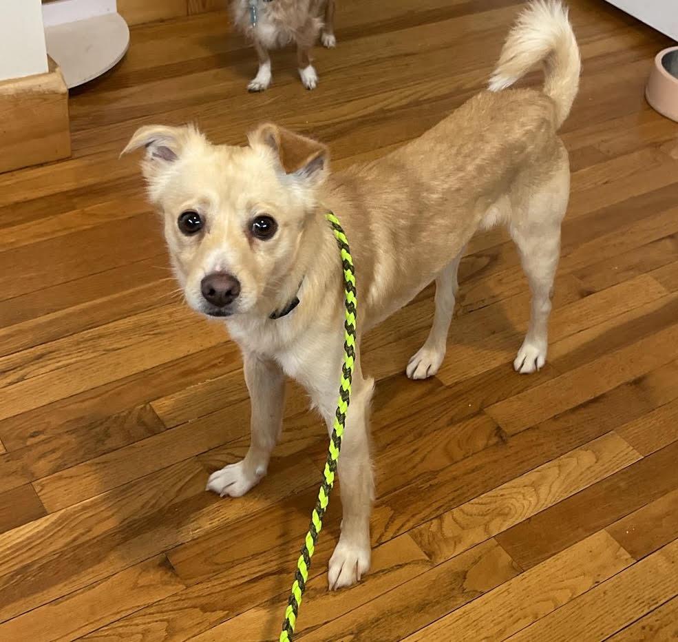 Enlarge Stretch, a ADOPTABLE Chihuahua in Salt Lake City, UT image 2/4