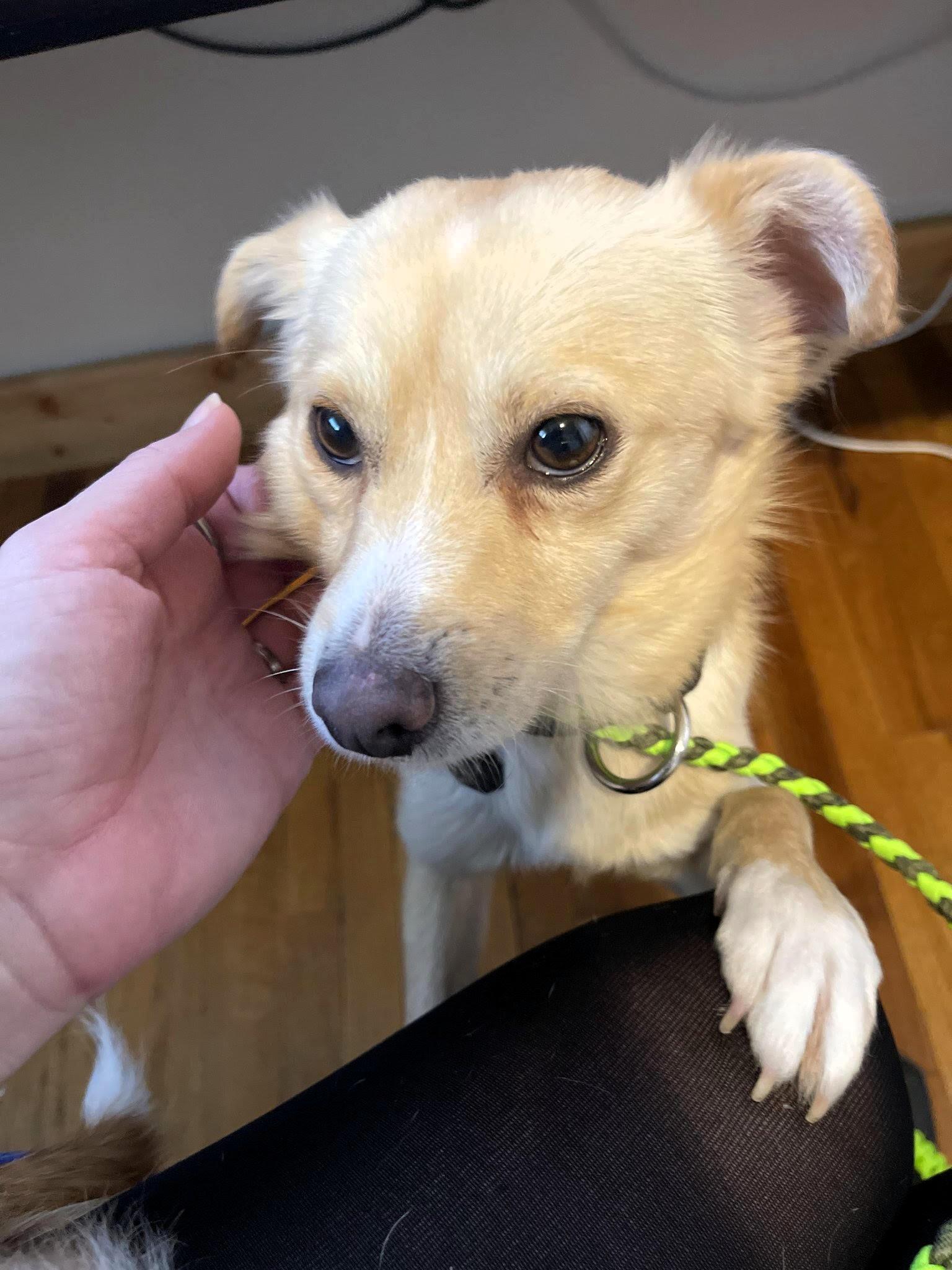 Enlarge Stretch, a ADOPTABLE Chihuahua in Salt Lake City, UT image 3/4