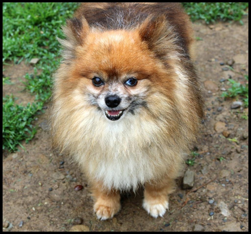 Enlarge Cyrus, a ADOPTABLE Pomeranian in Shippenville, PA image 2/4