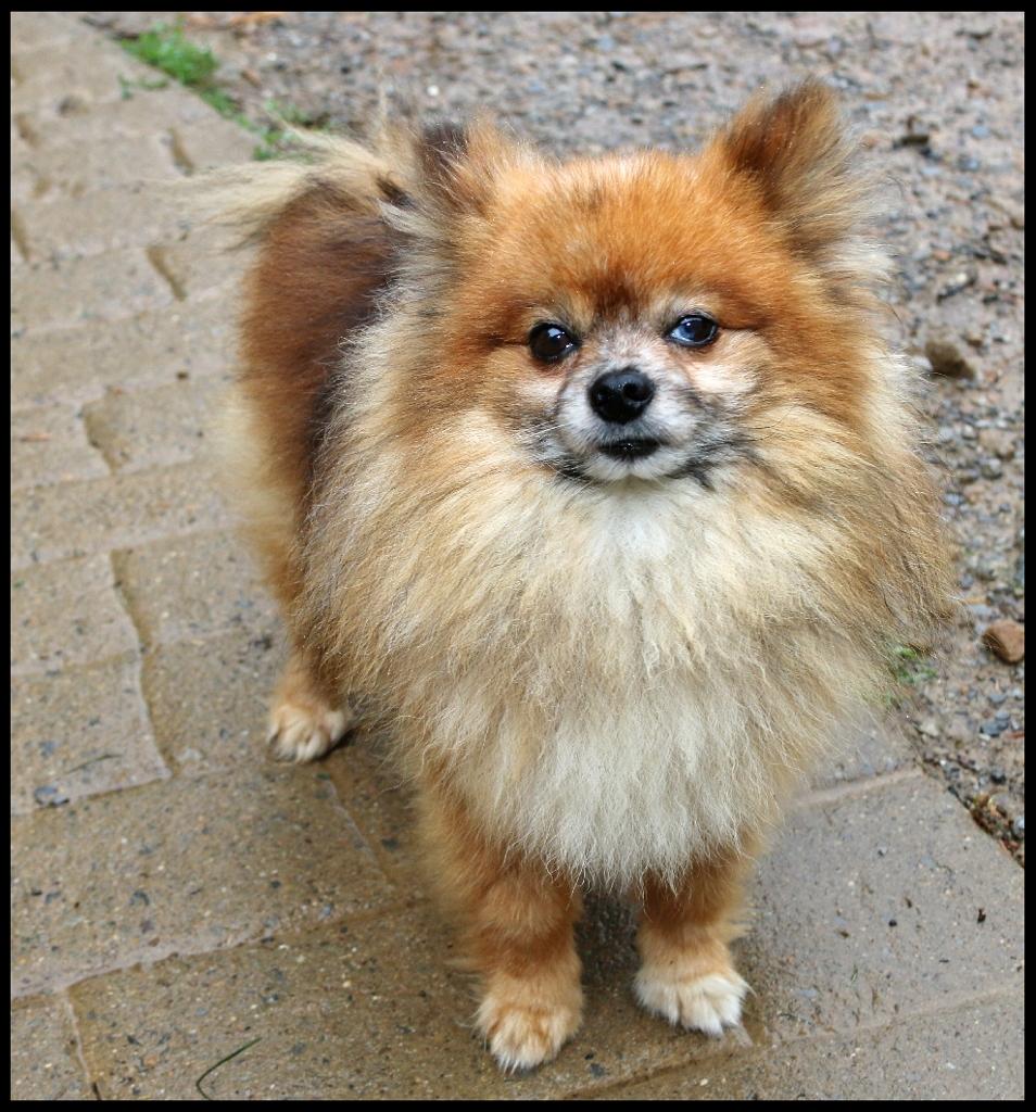 Enlarge Cyrus, a ADOPTABLE Pomeranian in Shippenville, PA image 4/4