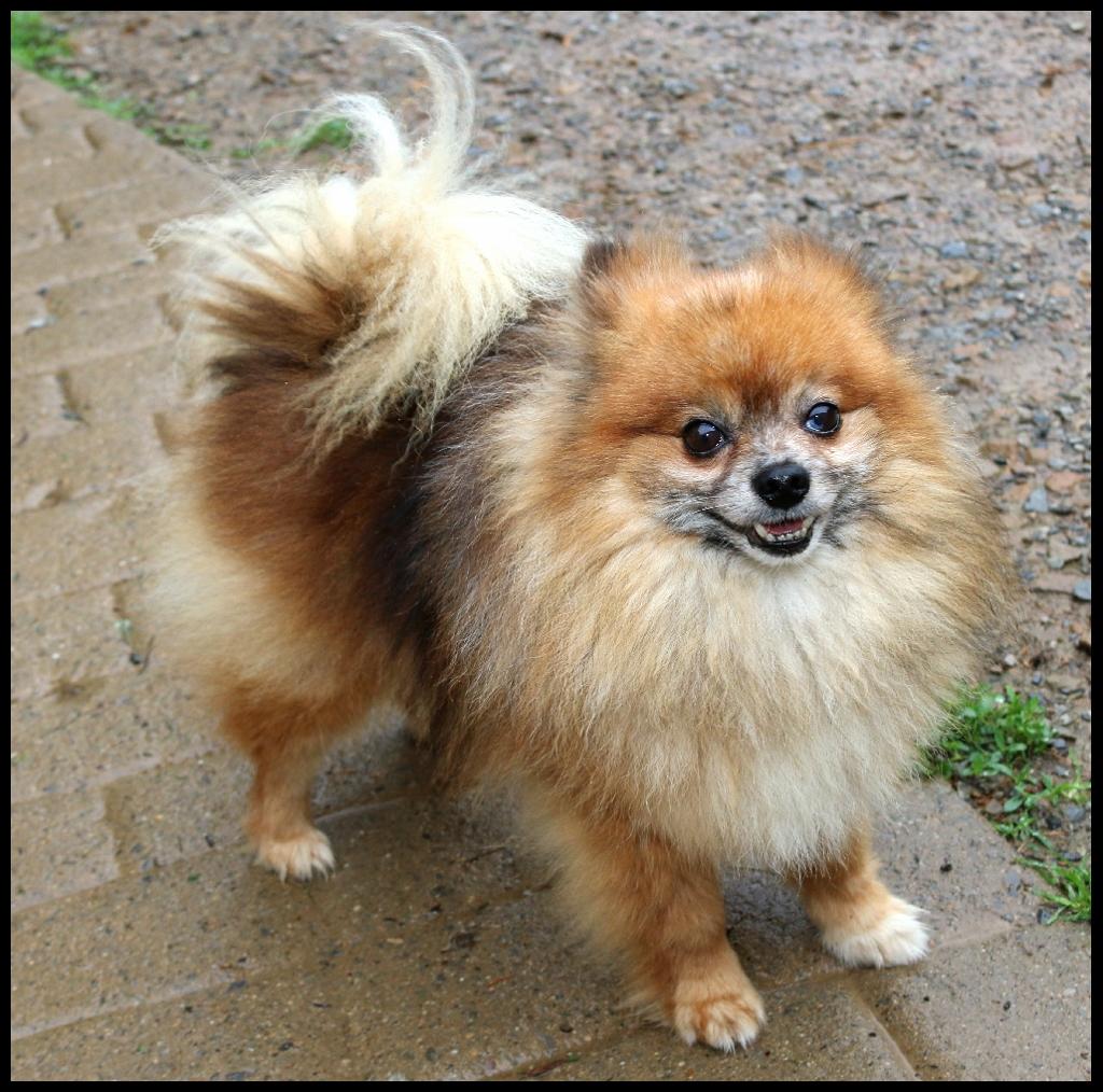Enlarge Cyrus, a ADOPTABLE Pomeranian in Shippenville, PA image 3/4