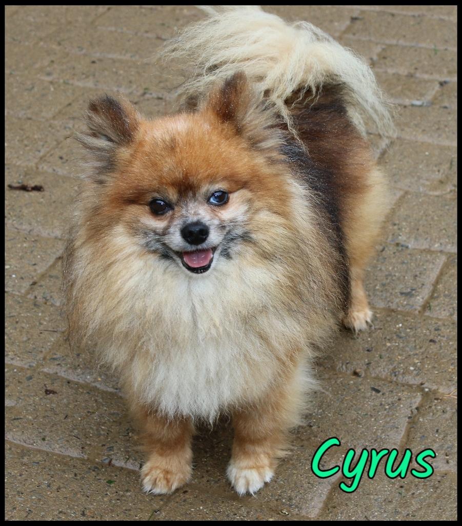 Cyrus, ADOPTABLE, Adult Male Pomeranian.