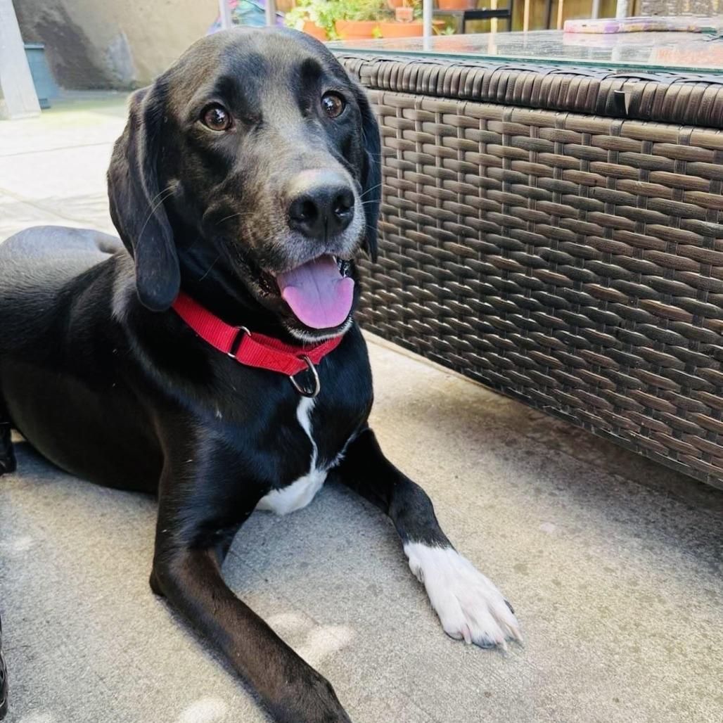 Enlarge Teddy, a Adoptable Hound in Staten Island, NY image 1/6